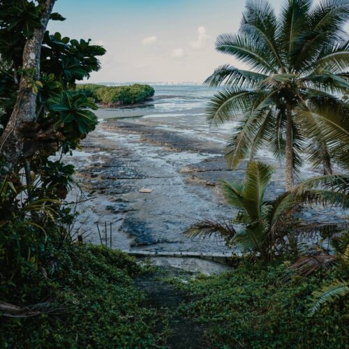 mangrove in Navakavu