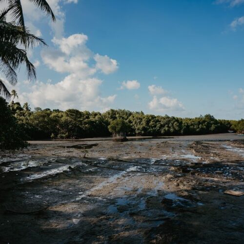 CFAN-Mangrove-Site-Navakavu